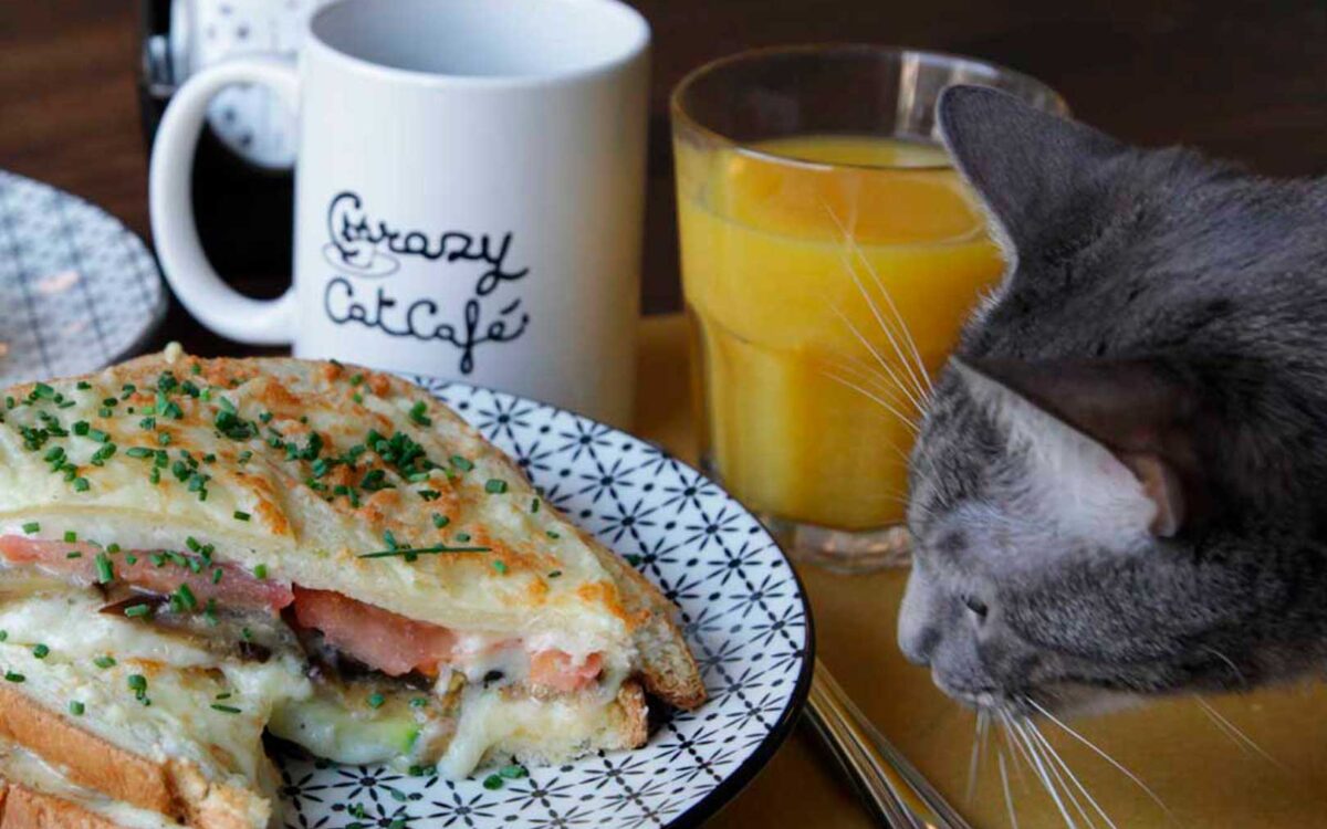 Crazy Cat Café, Milano