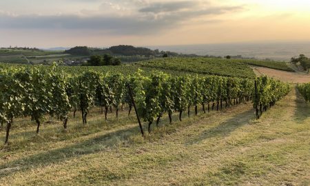 Weekend fuori porta in Oltrepò tra natura, relax, borghi e buon vino