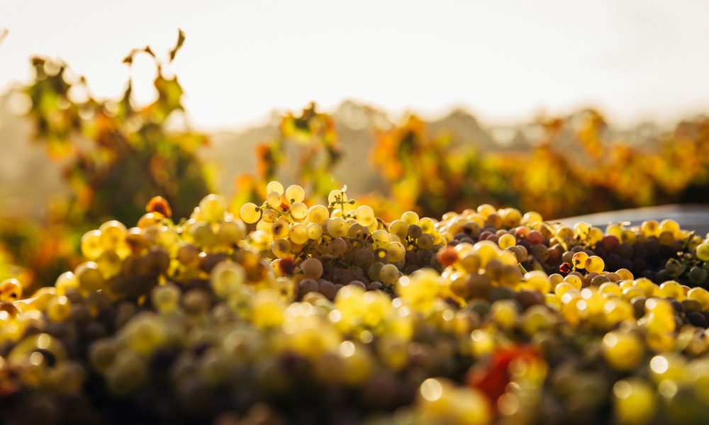 Che Trip questo Wine!