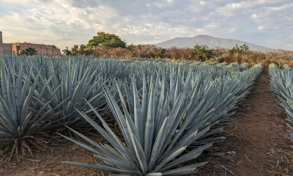 Tre ricette per celebrare il Mezcal