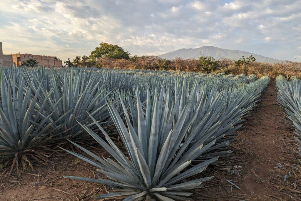 Three recipes to celebrate mezcal