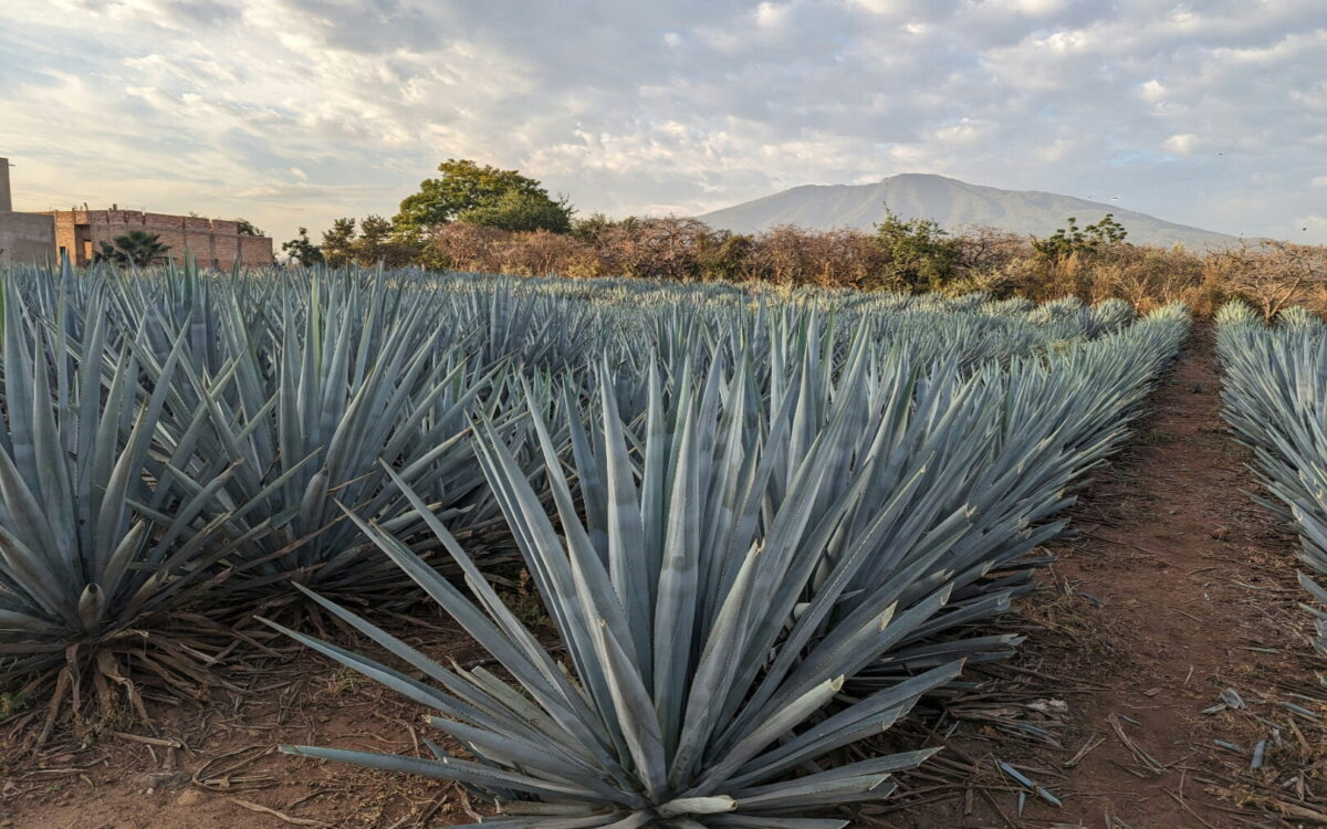 Three recipes to celebrate mezcal