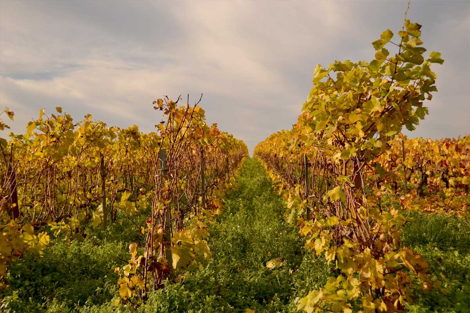Champagne Jacques Selosse