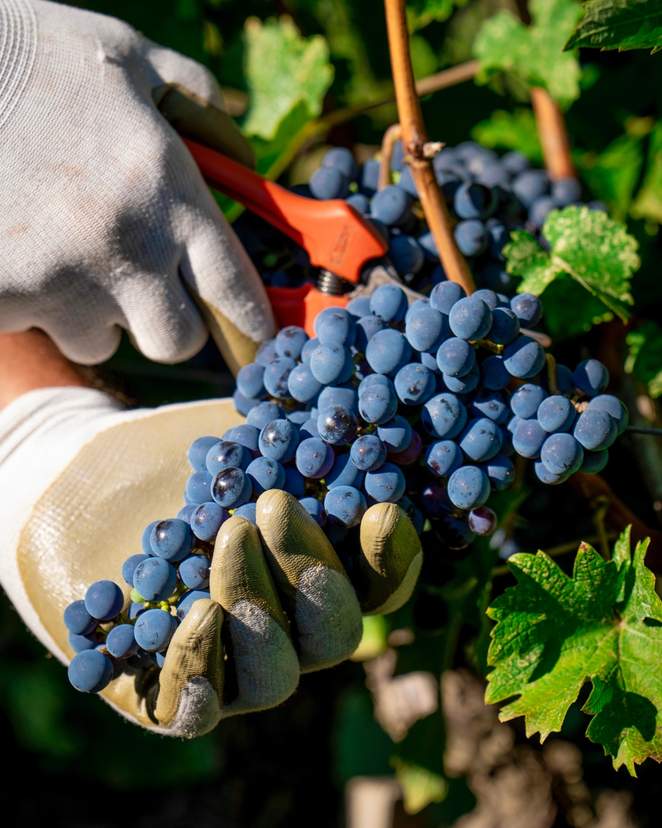 Supertuscan