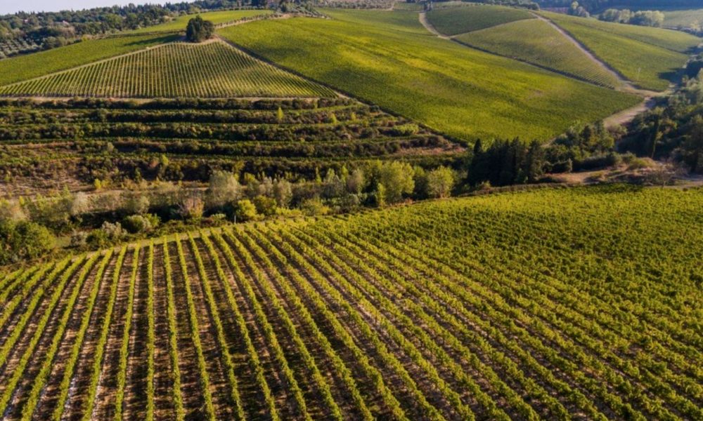 I Supertuscan, i Vini Ribelli che hanno Creato un Nuovo Lusso