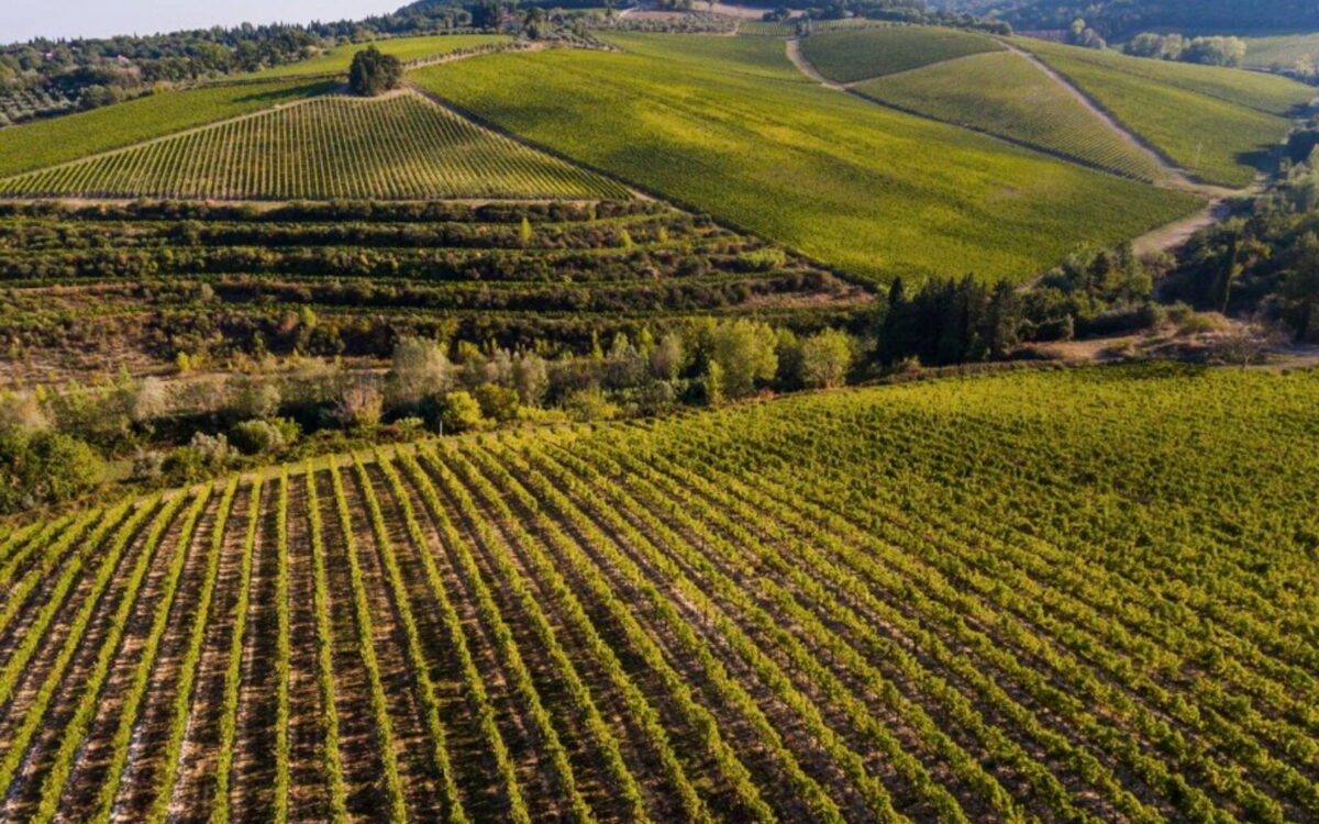 I Supertuscan, i vini ribelli che hanno creato un nuovo lusso